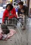 GLEE: Mercedes (Amber Riley, L) and Sam (Chord Overstreet, R) pet some dogs at a charity for rescue animals in the "Old Dog New Tricks" episode of GLEE airing Tuesday, May 6 (8:00-9:00 PM ET/PT) on FOX. Â©2014 Fox Broadcasting Co. CR: Tyler Golden/FOX