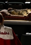 GLEE: Brittany (Heather Morris) is concerned for Lord Tubbington in the "Shooting Star" episode of GLEE airing Thursday, April 11 (9:00-10:00 PM ET/PT) on FOX. ©2013 Fox Broadcasting Co. CR: Adam Rose/FOX