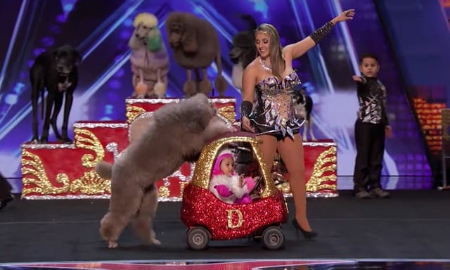 America's Got Talent Video: Watch Cute Animals, Adorable ...