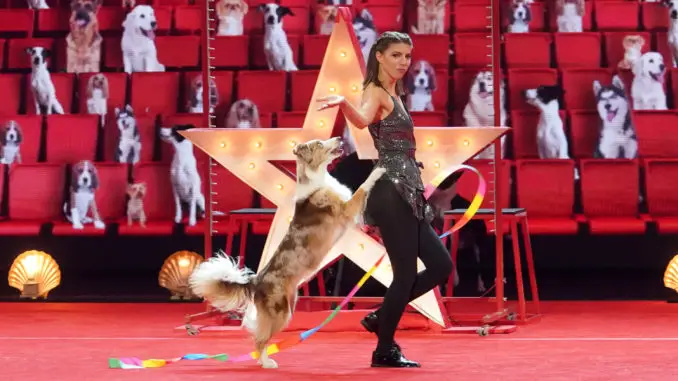 AMERICA'S GOT TALENT -- "Quarterfinals 1" Episode 1609 -- Pictured: The Canine Stars -- (Photo by: Chris Haston/NBC)